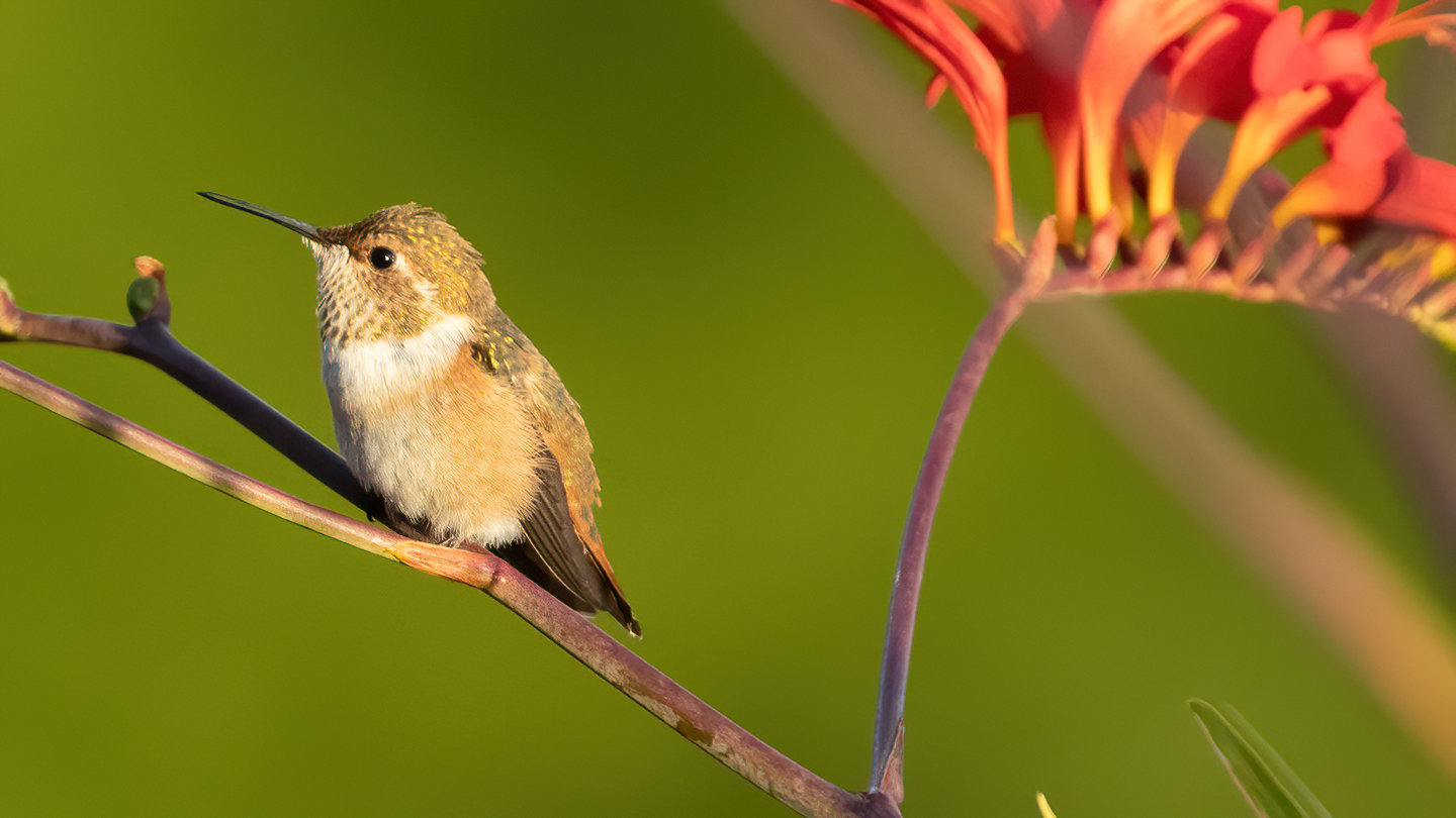 Washington Coast Humming Bird 14